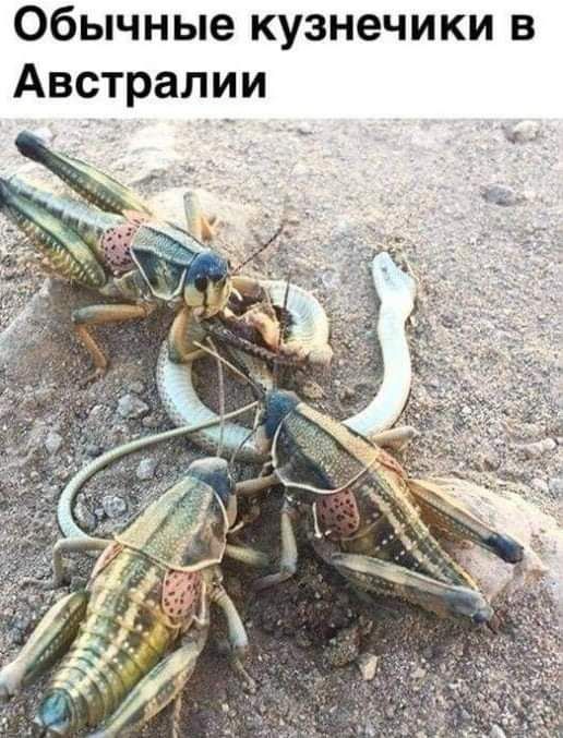 Обычные кузнечики в Австралии