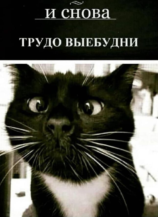 И сЁОва ТРУДО ВЫЕБУДНИ