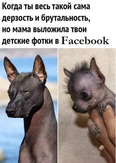 Когда ты весь такой сама дерзость и брутальность но мама выложила твои детские фотки в РасеЬооК