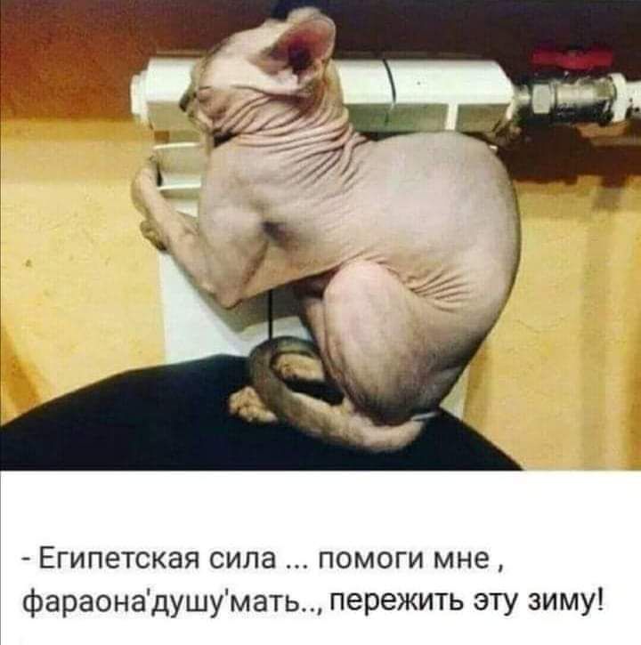 ЕГИПЭТСКЭЯ сила ПОМОГИ мне фараонадушумать пережить эту зиму
