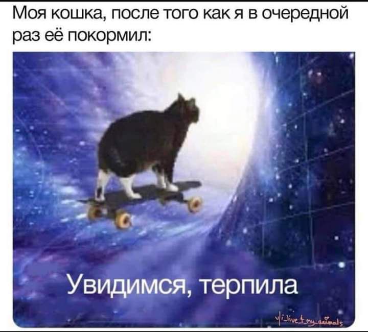 Моя кошка после того как я в очередной раз её покормил Увидимся терпила шйтмміы