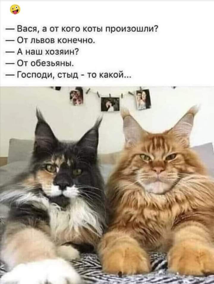 Вася а от кого коты произошли От львов конечно А наш хозяин От обезьяны Господи стыд то какой