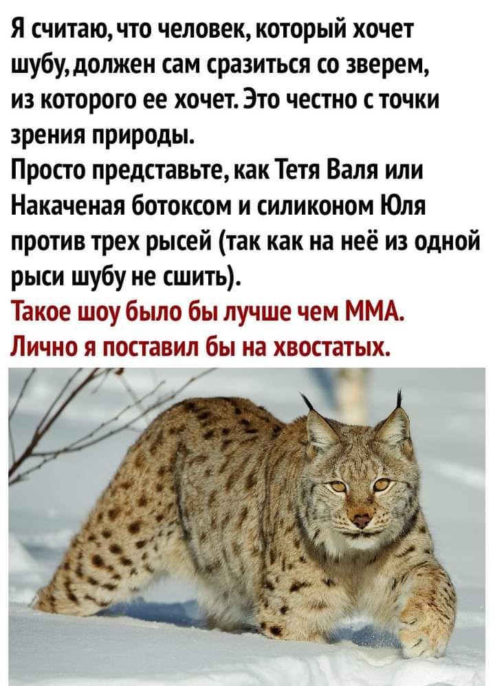 Я считаючто человек который хочет шубу должен сам сразиться со зверем из которого ее хочет Это честно с точки зрения природы Просто представьте как Тетя Валя или Накаченая ботоксом и силиконом Юля против трех рысей так как на неё из одной рыси шубу не сшить Такое шоу было бы лучше чем ММА Лично я поставил бы на хвостатых