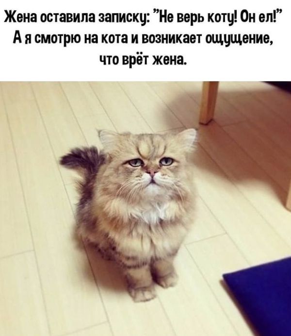 Не Верь Коту Фото