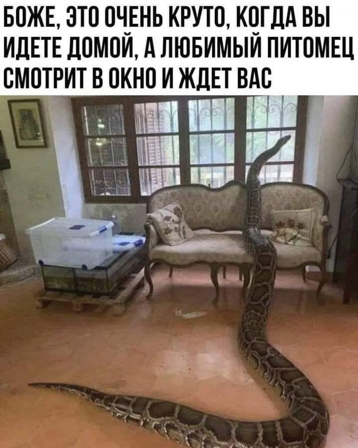 БОЖЕ ЭТО 0Ч_ЕНЬ КРУТО КЧГДА ВЫ ИДЕТЕ ЛОМОИ А ЛЮБИМЫИ ПИТОМЕЦ ВМПТРИТ В ОКНО И ЖДЕТ ВАС