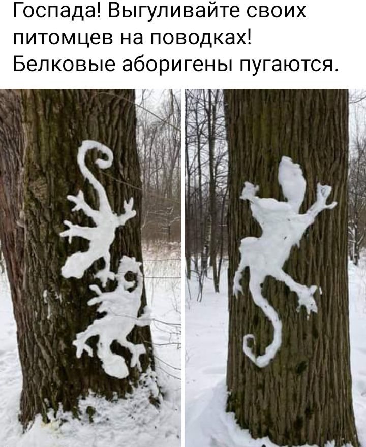Госпада Выгуливайте своих питомцев на поводках Белковые аборигены пугаются