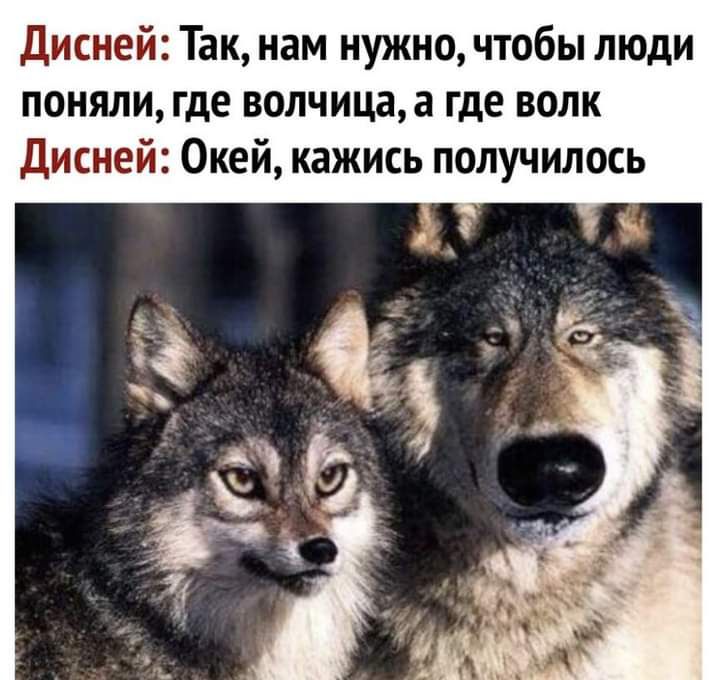 Дисней Так нам нужно чтобы люди поняли где волчицаа где волк Дисней Окей кажись получилось