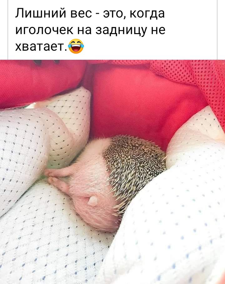Лишний вес это когда иголочек на задницу не хватаетжё