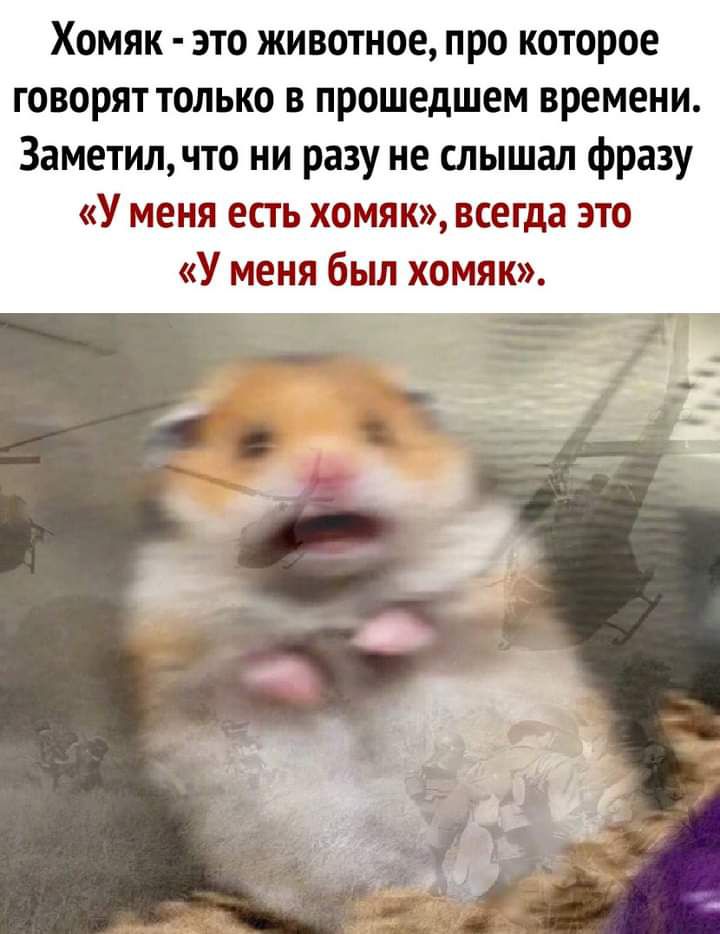 Хомяк это животное про которое говорят только в прошедшем времени 3аметилчто ни разу не слышал фразу У меня есть хомяк всегда это У меня бьш хомяк