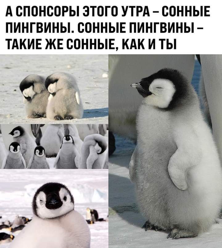 А СПОНСОРЫ ЭТОГО УТРА ООННЫЕ ПИНГВИНЫ ООННЫЕ ПИНГВИНЫ ТАКИЕ ЖЕ ООННЫЕ КАК И ТЫ