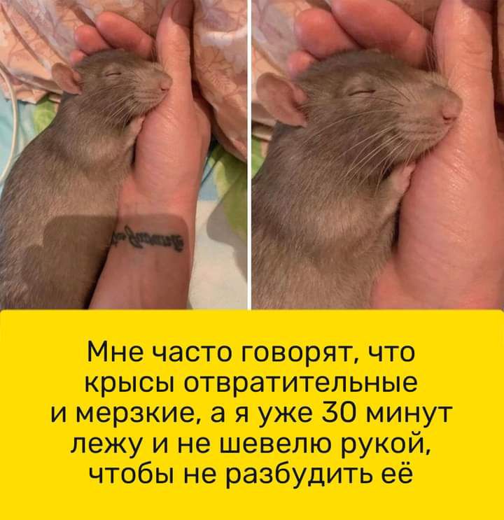 Мне часто говорят что крысы отвратительные и мерзкие а я уже 30 минут лежу и не шевелю рукой чтобы не разбудить её