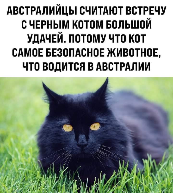 АВСТРАЛИЙЦЫ СЧИТАЮТ ВСТРЕЧУ С ЧЕРНЫМ КОТОМ БОЛЬШОЙ УДАЧЕЙ ПОТОМУ ЧТО КОТ САМОЕ БЕЗОПАСНОЕ ЖИВОТНОЕ ЧТО ВОДИТСЯ В АВСТРАЛИИ