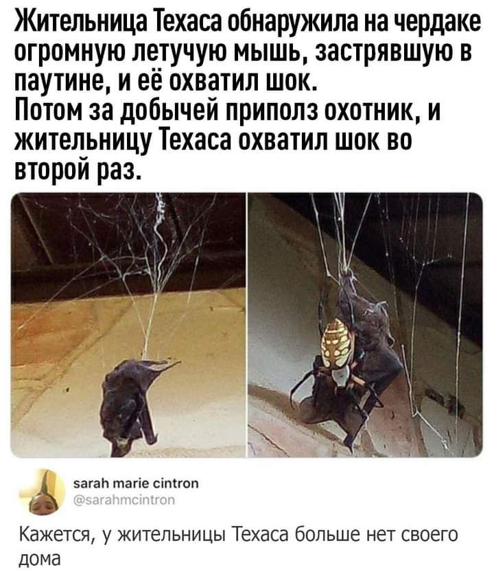 Жительница Техаса обнаружила на чердаке огромную ле_тучую мышь застрявшую в паутине и её охватил шок Потом за добычей приполз охотник и жительницу Техаса охватил шок во второй раз 5агат1 тагіе сіпігоп Кажется у жительницы Техаса больше нет своего дома