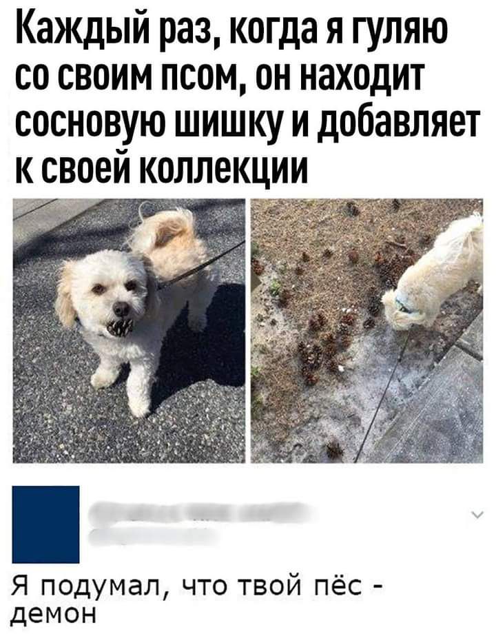 Каждый раз когда я гуляю со своим псом он находит сосновую шишку и добавляет к своей коллекции Я подумал что твой пёс демон