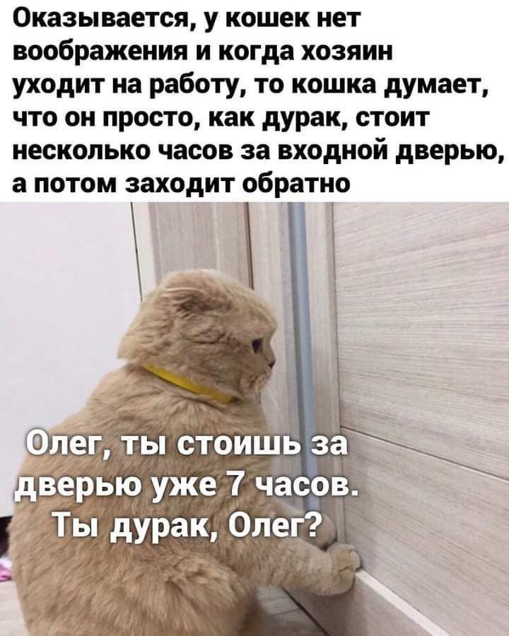 Оказывается у кошек нет воображения и когда хозяин уходит на работу то кошка думает что он просто как дурак стоит несколько часов за входной дверью а потом заходит обратно __ _ Ъ в стоищ за