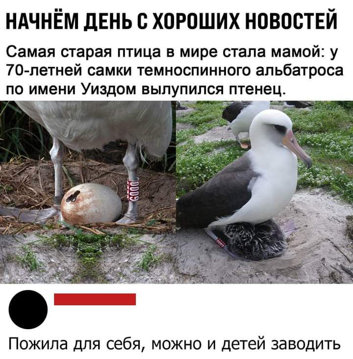 НАЧНЁМ ЛЕНЬ С ХОРОШИХ НОВОСТЕЙ Самая старая птица в мире стала мамой у 70 петней самки темноспинного апьбатроса по имени Уиздом вылупился птенец вд ПОЖИЛд ДЛЯ себя МОЖНО И Детей заводить