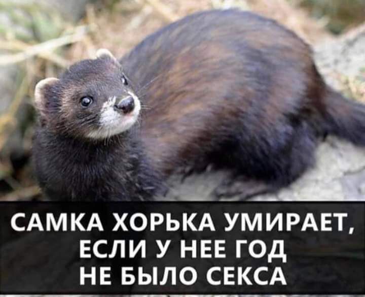 д __ і САМКА ХОРЬКА УМИРАЕТ ЕСЛИ У НЕЕ ГОД НЕ БЫЛО СЕКСА