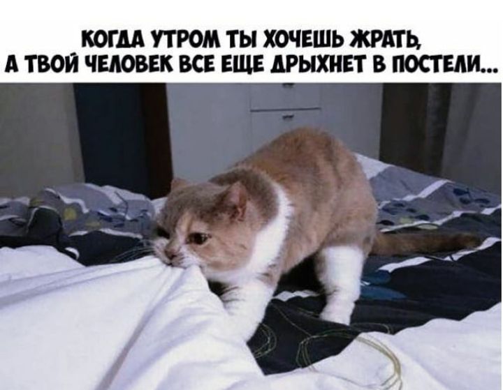 КОГДА УТРОМ ТЫ ХОЧЕШЬ ЖРАТЬ А ТВОИ ЧЕЛОВЕК ВСЕ ЕЩЕ АРЫХНЕТ В ПОСТЫ