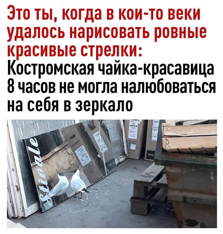Это ты когда в кои то веки удалось нарисовать ровные красивые стрелки Костромская чайка красавица 8 часов не могла налюбоваться на себя в зеркало