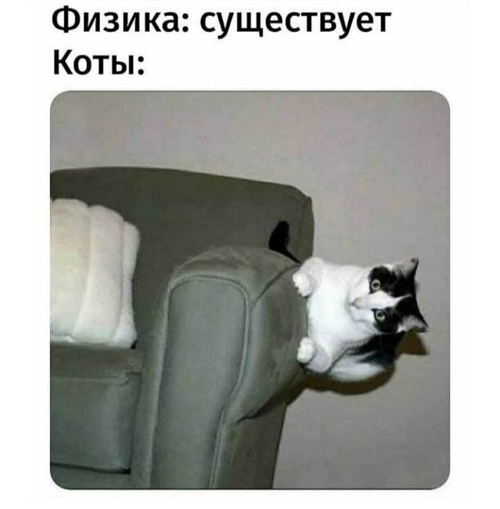 Физика существует Коты