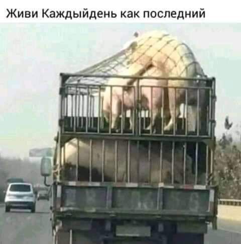 Живи Каждыйдень как последний зп Г шт