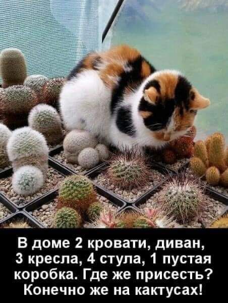 В доме 2 кровати диван 3 кресла 4 стула 1 пустая коробка Где же присесть Конечно же на кактусах