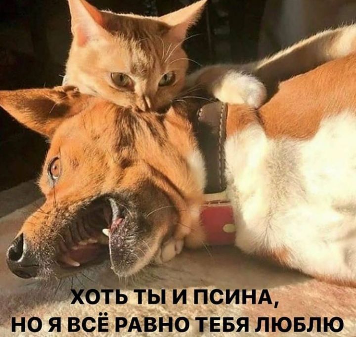 я всЁ РАгвнспчгв