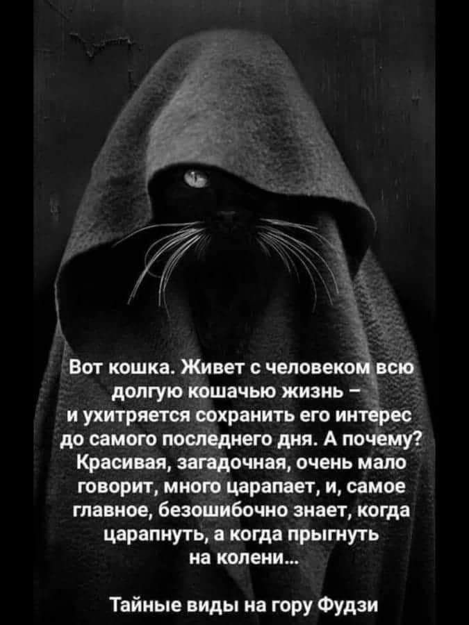 Вот кошка Живет с человека всю долгую кошачью жизнь и ухитряется сохранить его интерес до самою последнего дня А почему Красивая загадочная очень мало говорит мною царапает и самое главное безошибочно знает когда царапнуть а когда прыгнуть на колени Тайные виды на гору Фудзи
