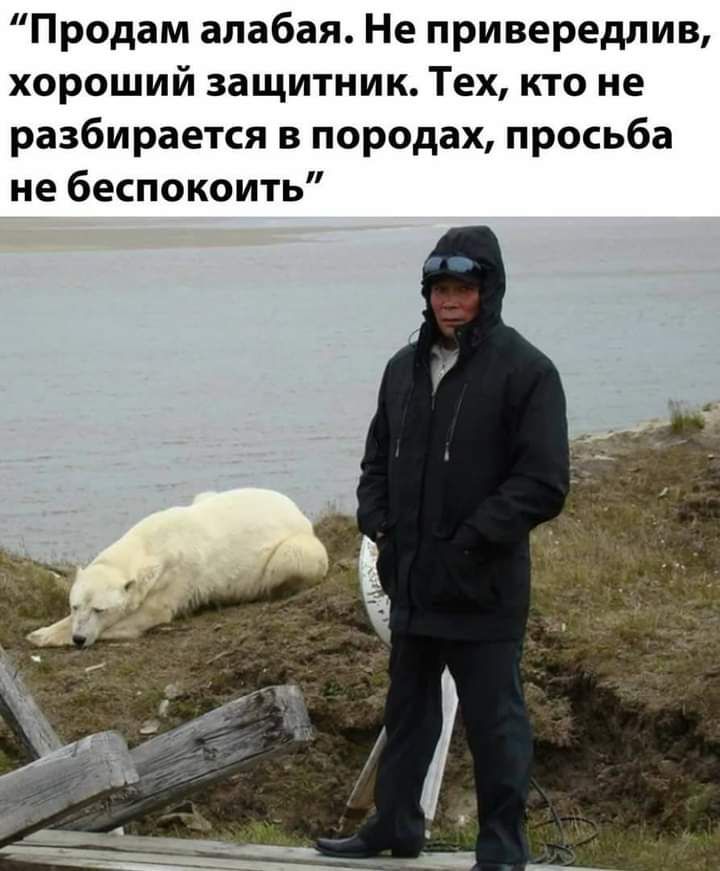 Продам алабая Не привередлив хороший защитник Тех кто не разбирается в породах просьба не беспокоить