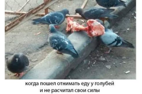 когда пошел стима еду у голубей И не расчипл БОИ СИЛЫ