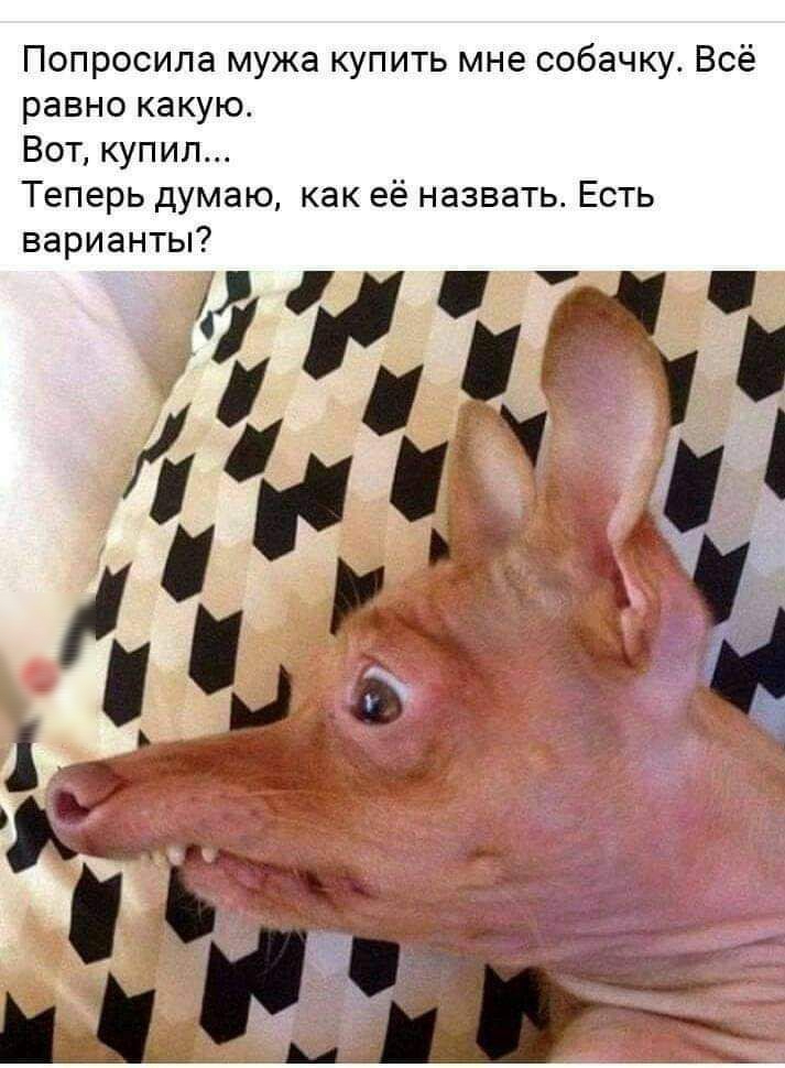Попросила мужа купить мне собачку Всё равно какую Вот купил Теперь думаю как её назвать Есть варианты М