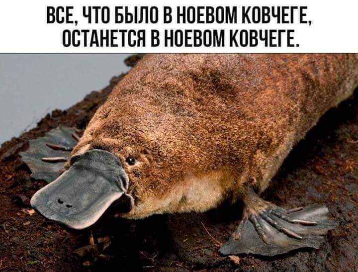 ВСЕ ЧТО БЫЛО В НОЕВОМ КОВЧЕГЕ ОСТАНЕТСЯ НВП КОЧЕГЕ