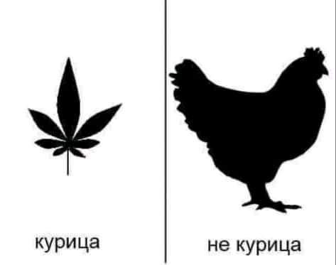 КУРИЦЭ не курица