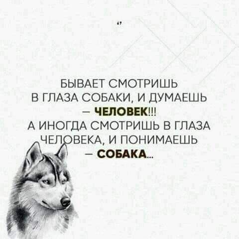 п БЫВАЕТ СМОТРИШЬ В ГЛАЗА СОБАКИ И ДУМАЕШЬ ЧЕЛОВЕК А ИНОГДА СМОТРИШЬ В ГЛАЗА ЧЕЛ ВЕКА И ПОНИМАЕШЬ СОБАКА