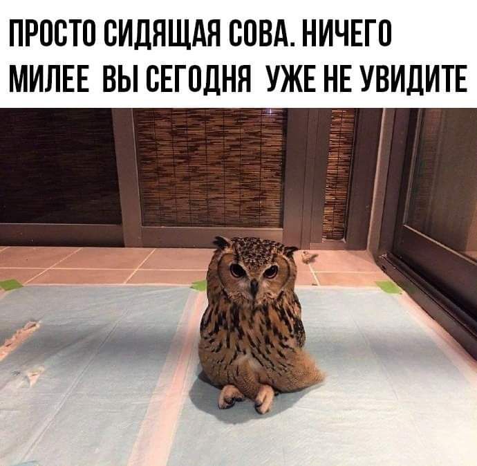 ПРОСТО ВИДЯЩАЯ СОВА НИЧЕГО МИЛЕЕ ВЫ СЕГОДНЯ УЖЕ НЕ УВИДИТЕ