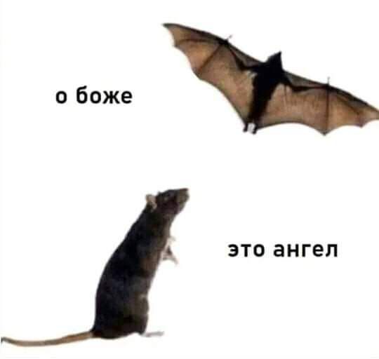 о боже ЭТО ЗНГЕЛ
