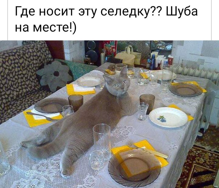 Где носит эту селедку Шуба на месте