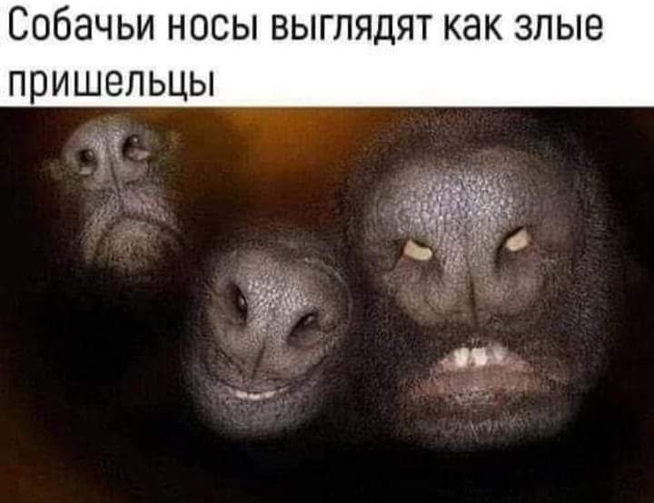 СОбЭЧЬИ НОСЫ ВЫГПЯДЯТ КЗК ЗЛЫЕ ППИШВЛЬЦЫ