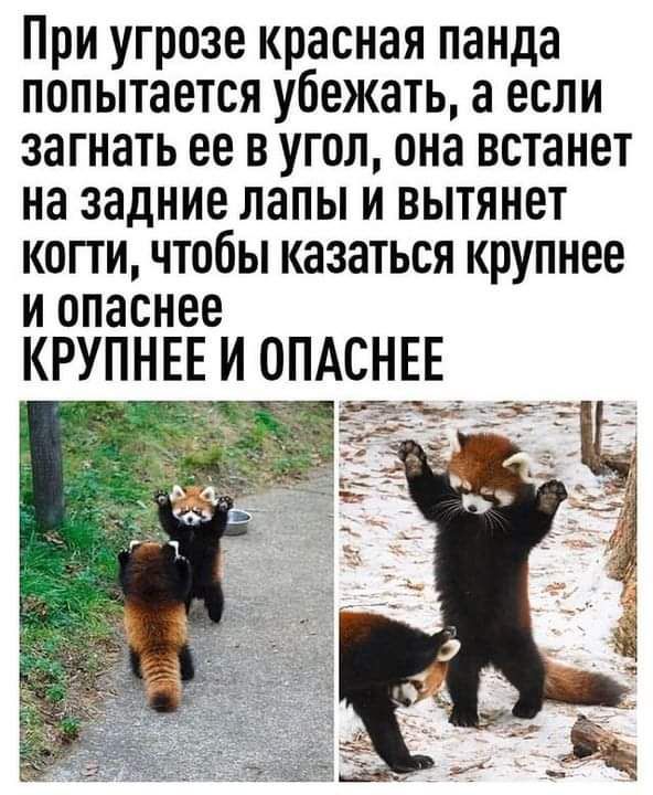 При угрозе красная панда попытается убежать а если загнать ее в угол она встанет на задние лапы и вытянет копи чтобы казаться крупнее И опаснее КНЕЕН_ЕЕ нать __ дм