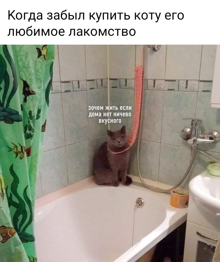 Когда забыл купить коту его любимое лакомство дома не ничево _ вкуснпгп
