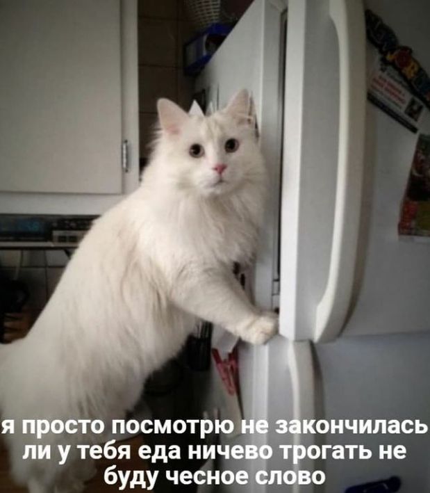 5 посмотрю утебя еда нич буду чесно