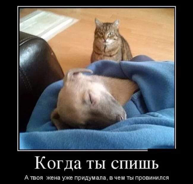 Когда ты спишь А ТВОЯ жена УЖЕ ПРИДУМЗПЪ В чем ТЫ ПРОВИНИЛСЯ