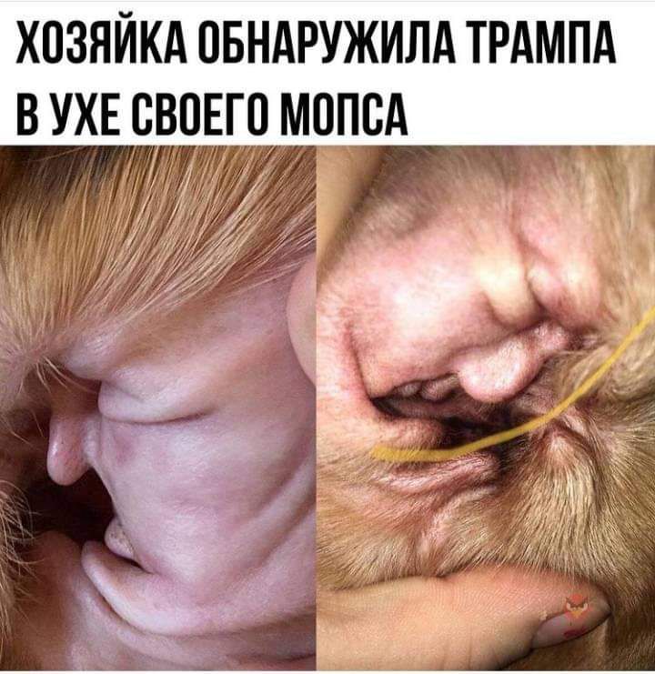 ХПЗЯЙКА ОБНАРУЖИЛА ТРАМПА В УХЕ СВОЕГО МОПВА