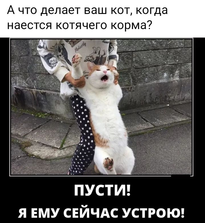 А ЧТО делает ВдШ КОТ когда наестся КОТЯЧЕГО корма ПУСТИ Я ЕМУ СЕЙЧАС УСТРОЮ