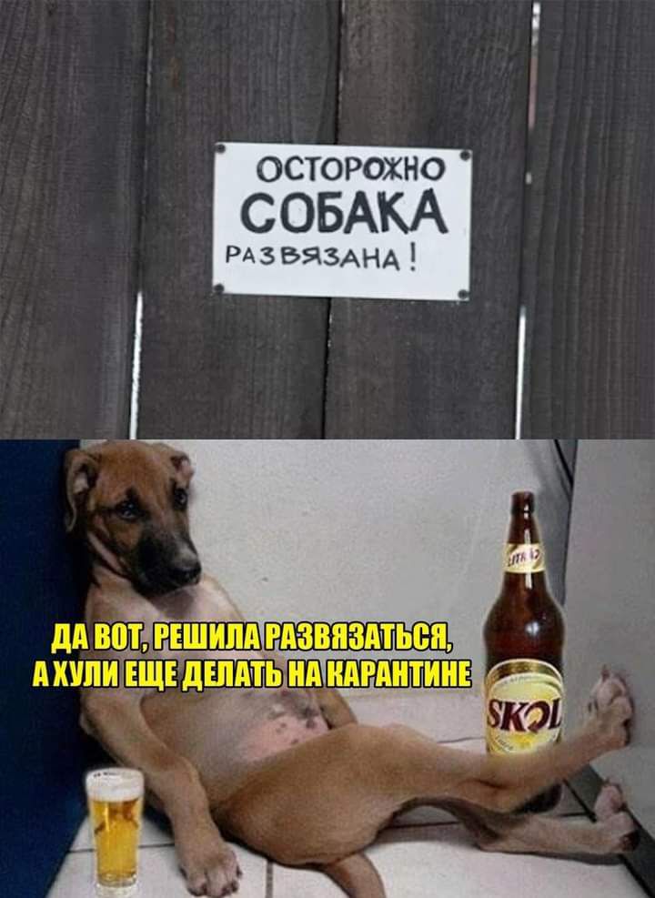 осторохно СОБАКА РАЗБЯЗАНА