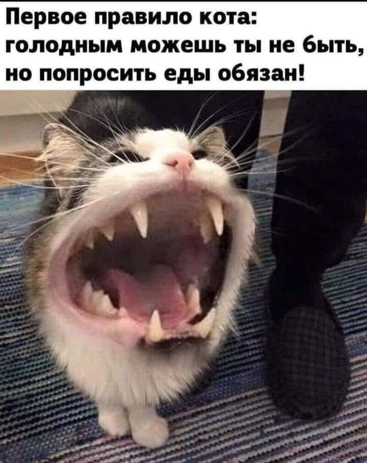 Первое правило кота голодным можешь ты не быть но попросить еды обязан