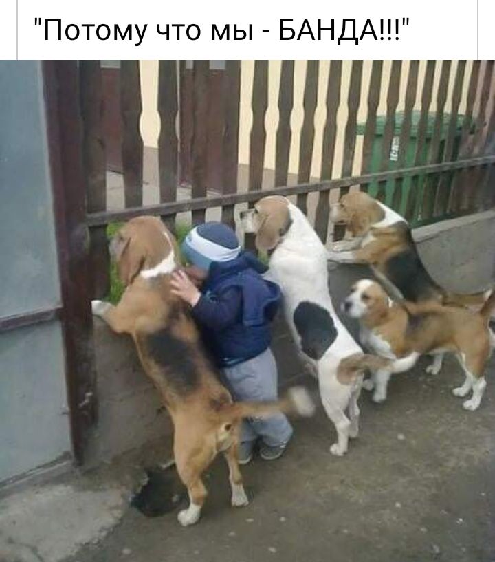 Потому что мы БАНДА