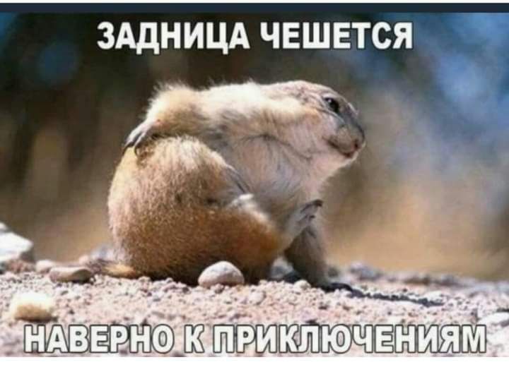 зддницд чвшвтся