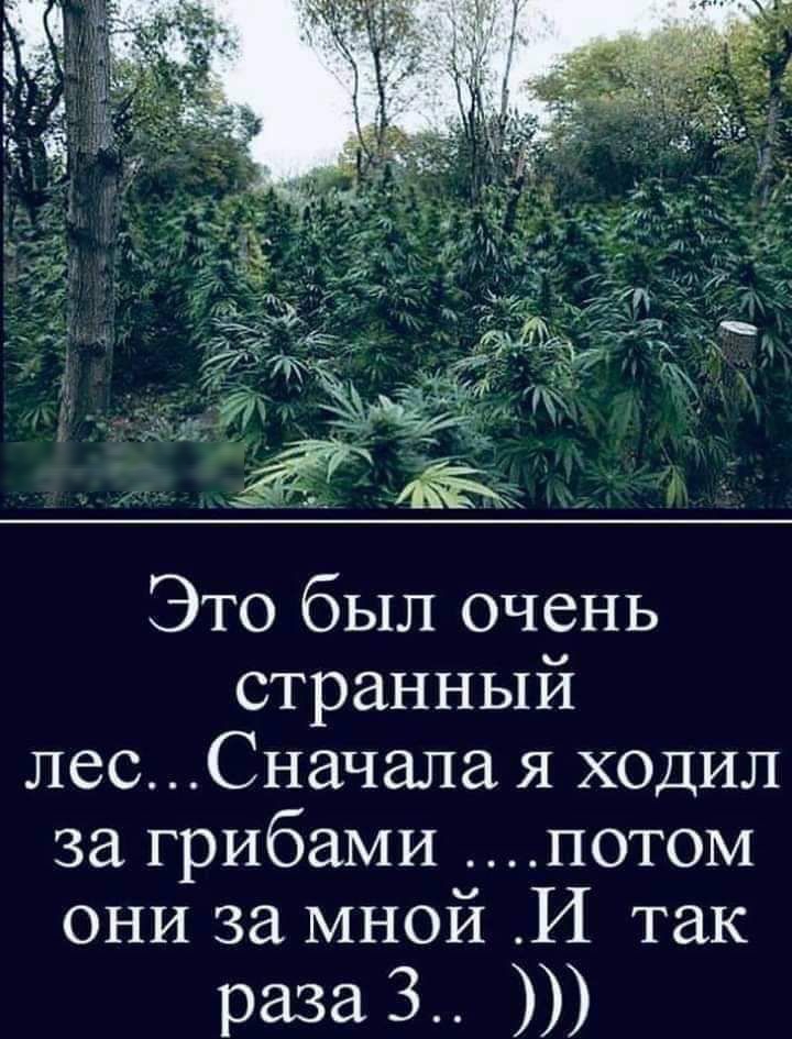 Это был очень странный лесСначала я ХОДИЛ за грибами потом они за мной И так раза З