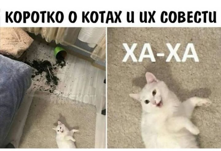 короткоо котАх цх совести